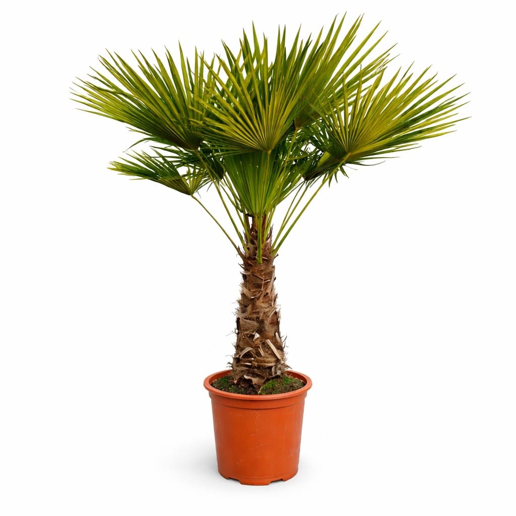 Deze Trachycarpus Fortunei is tussen 140 en 160cm hoog en heeft een stam van ca. 45cm