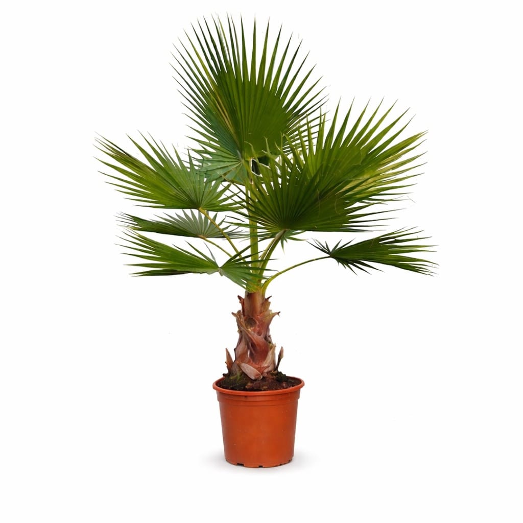 Deze Washingtonia robusta is tussen 120 en 140cm hoog en heeft een stam van ca. 40cm