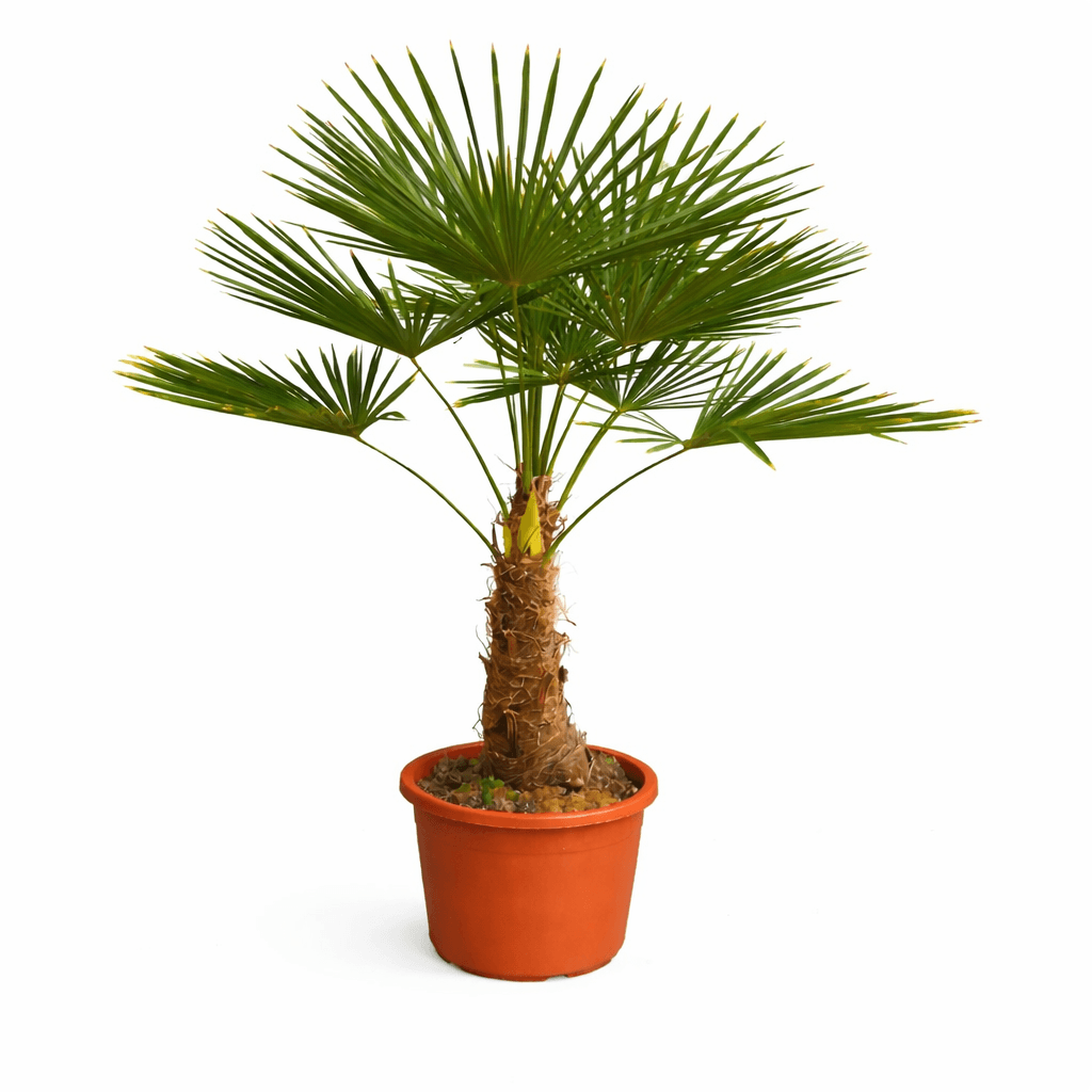 Trachycarpus Fortunei
