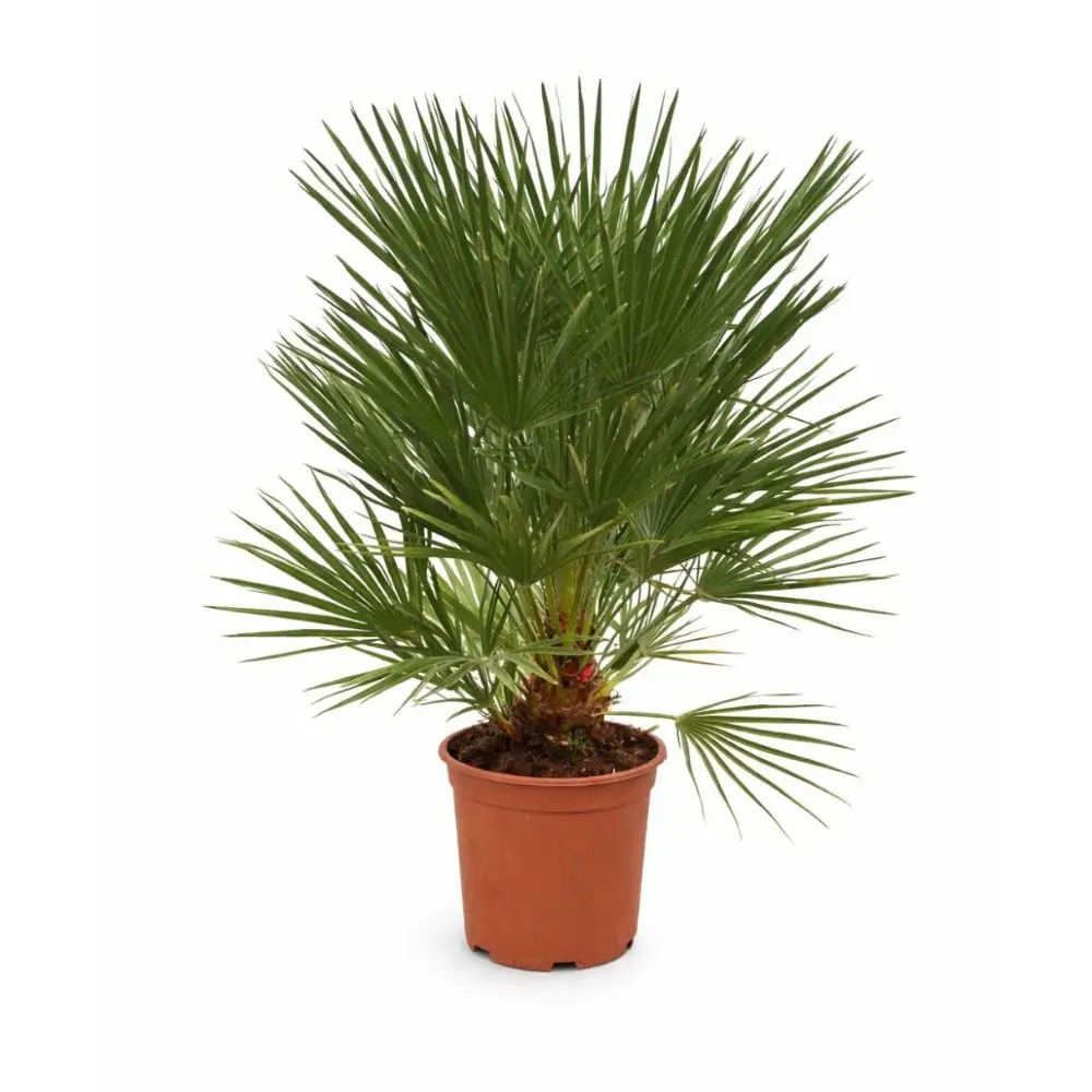 Deze chamaerops humilis cerifera is tussen de 80 en 100cm hoog