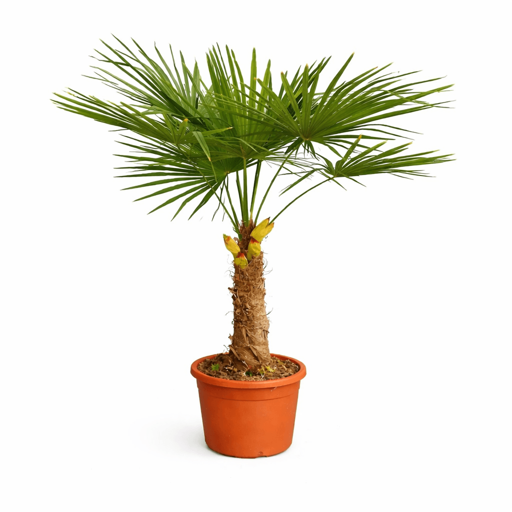 Trachycarpus Fortunei