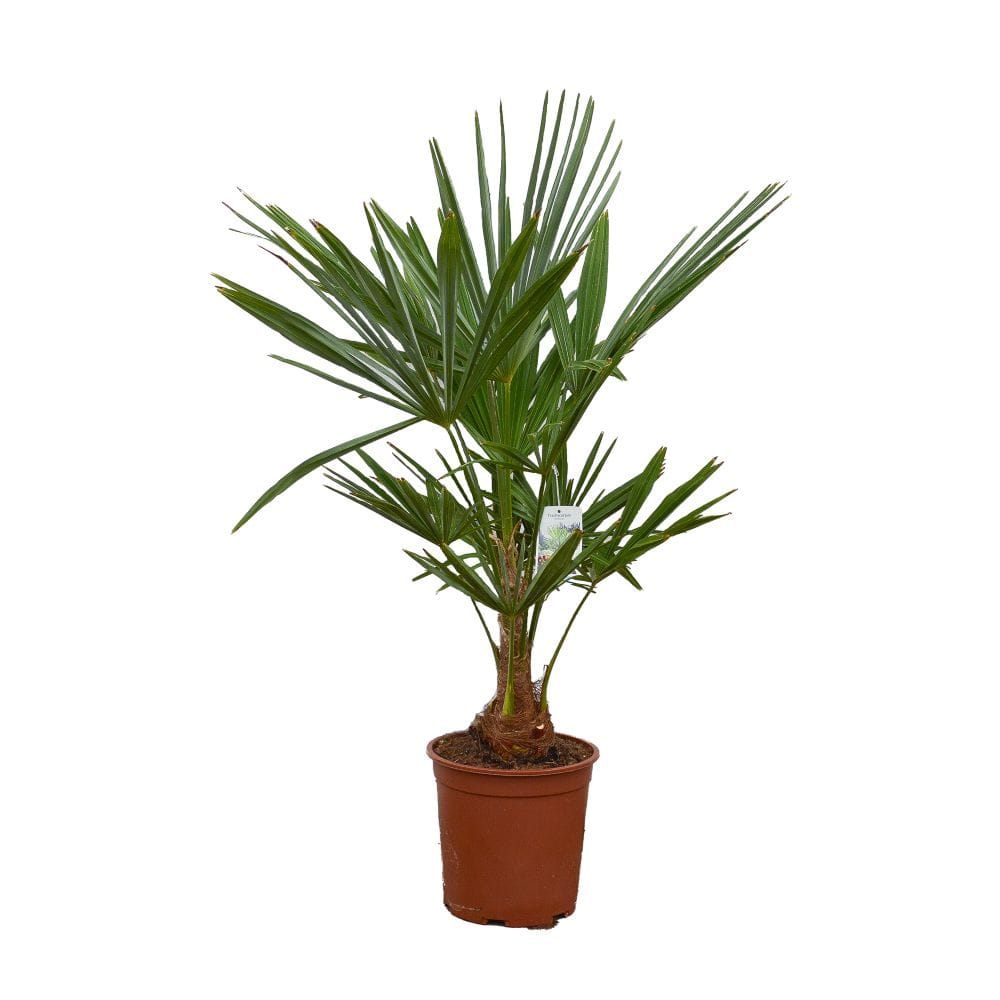 Trachycarpus Fortunei