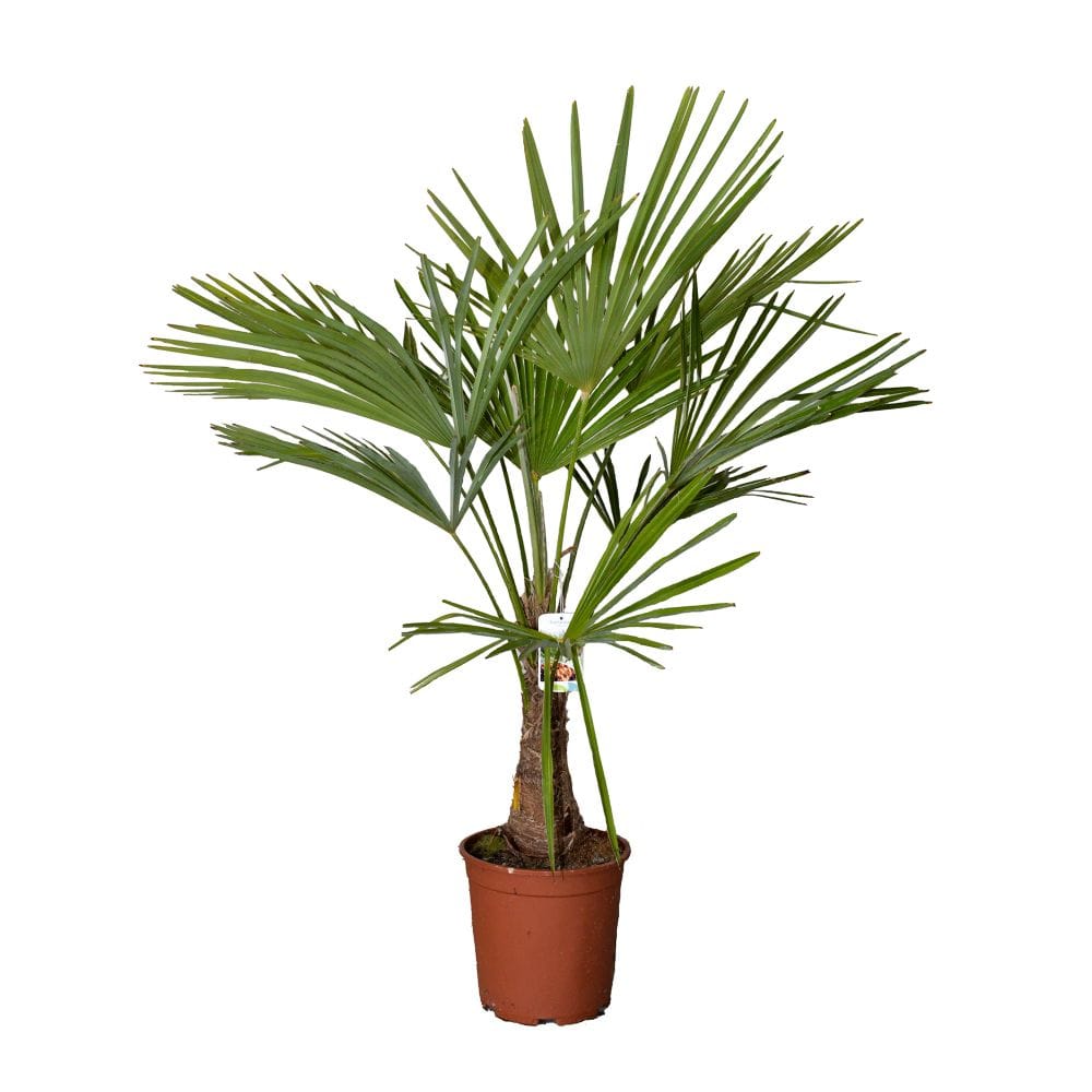 Trachycarpus Fortunei