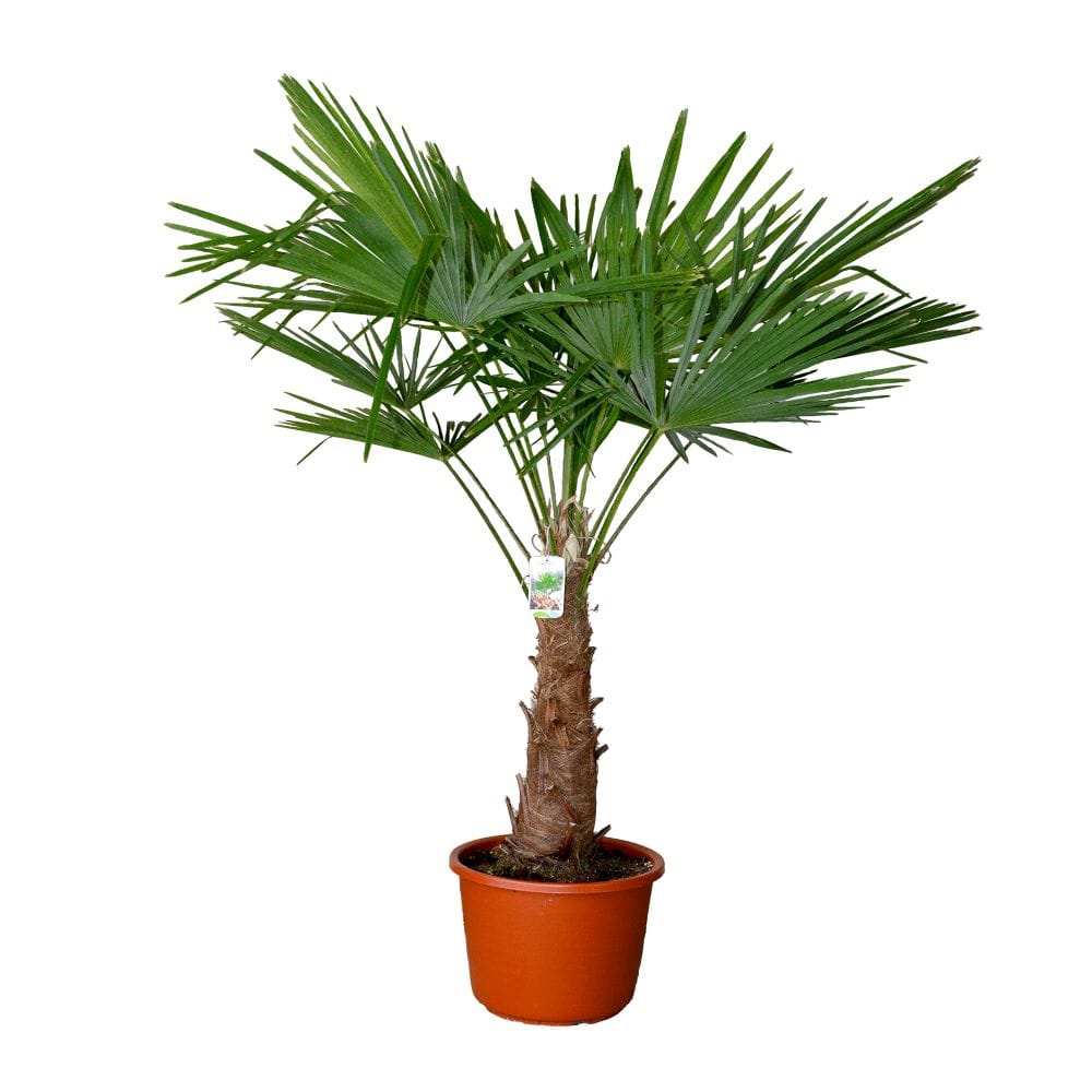 Deze Trachycarpus Fortunei is tussen 160 en 180cm hoog en heeft een stam van ca. 50cm