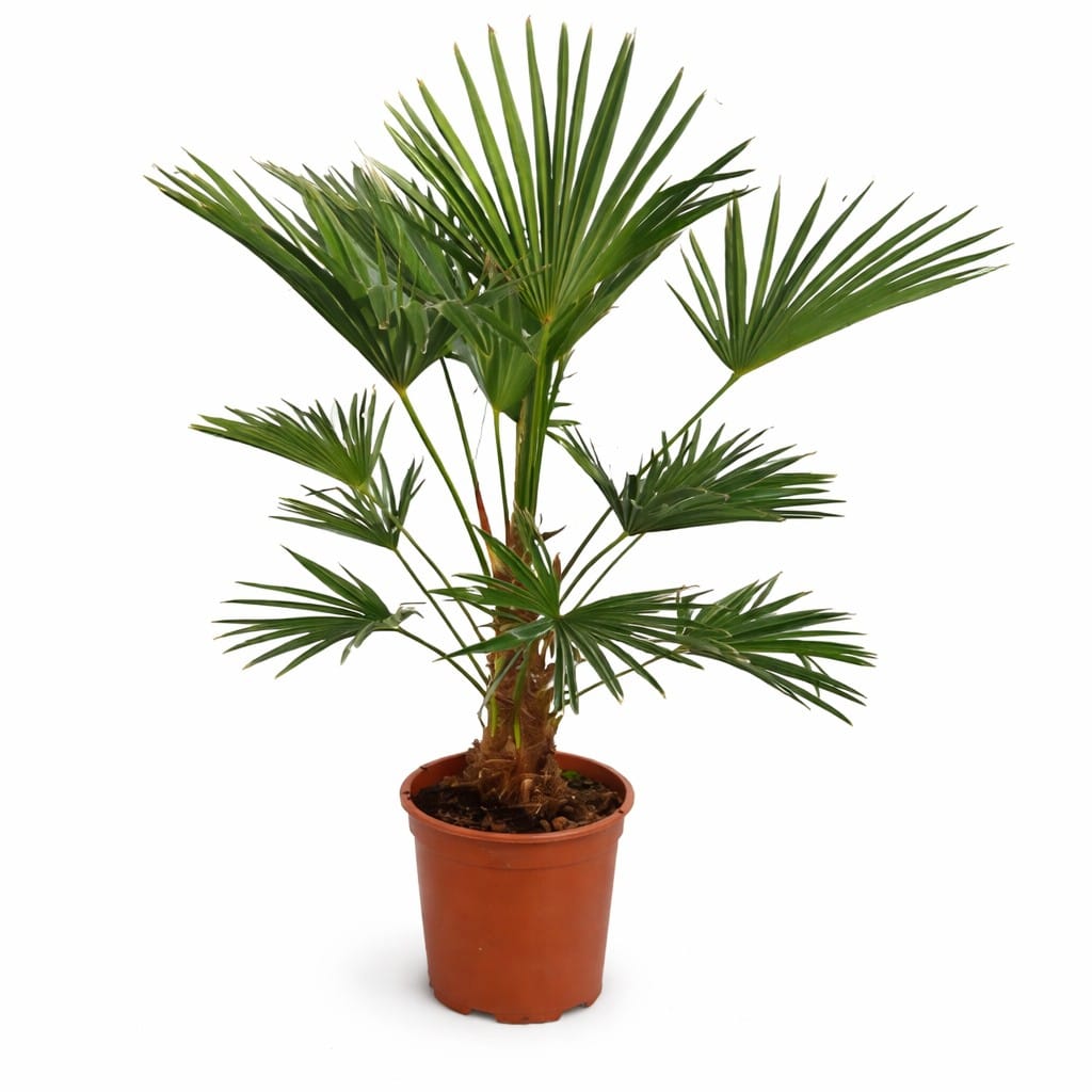 trachycarpus wagnerianus