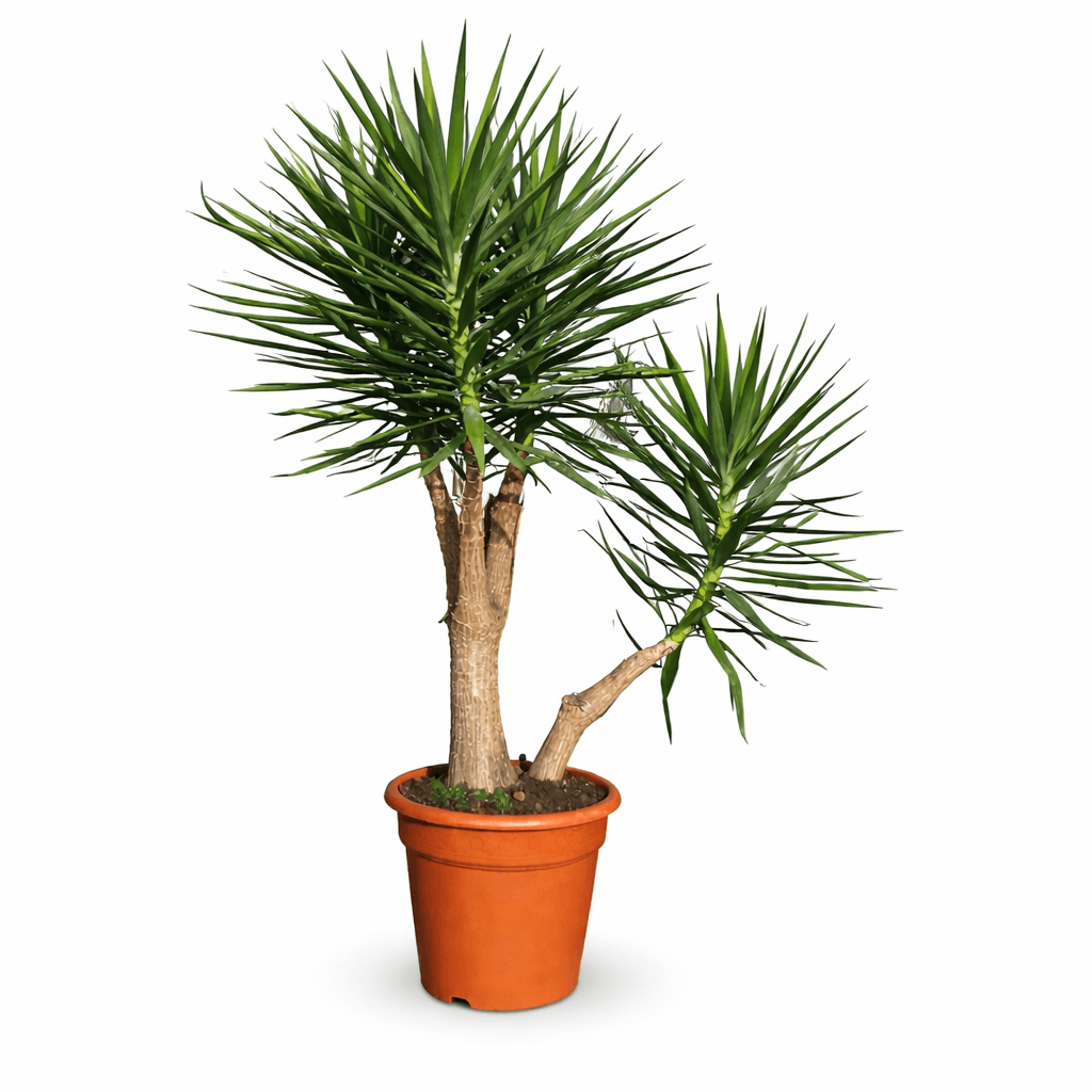 Yucca Elephantipes
