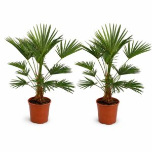 Trachycarpus Wagnerianus 2 stuks