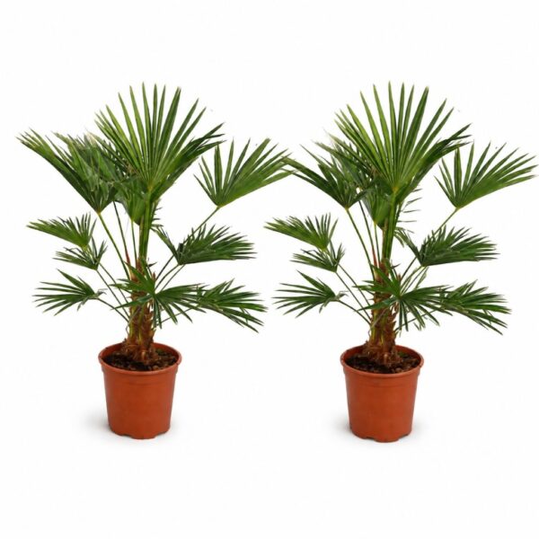 Trachycarpus Wagnerianus 2 stuks