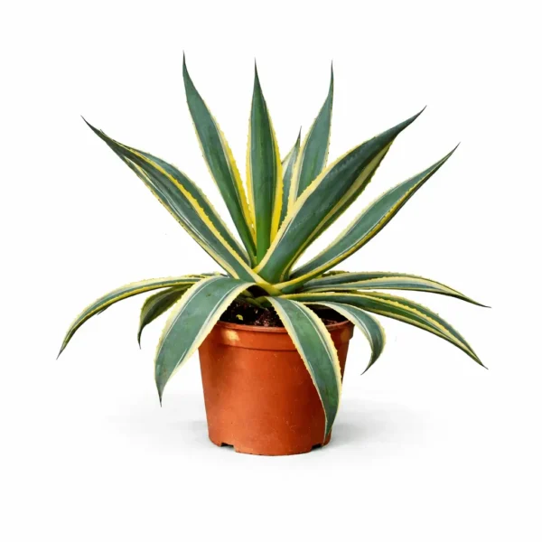Agave-in-terracotta-pot