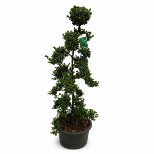 Ilex crenata ‘Convexa’ Bonsai
