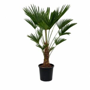 Trachycarpus Wagnerianus